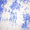 Pluja, 2016. Acrilic i pigment (closeup)